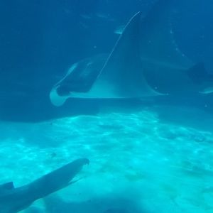 Meet your Posher, Precious